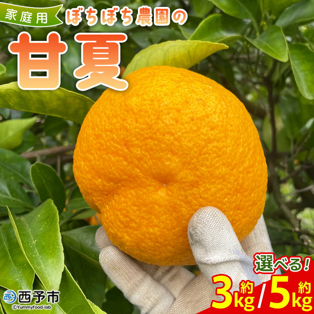 ＜ぼちぼち農園の甘夏 家庭用 約3/5kg＞ 選べる 3キロ 5キロ あまなつ アマナツ 訳あり わけあり ワケアリ 果物 みかん ミカン 柑橘 フルーツ アレンジ ピール 国産 特産品 ぼちぼち農園 愛媛県 西予市【常温】『2026年3月～4月迄に順次出荷予定』