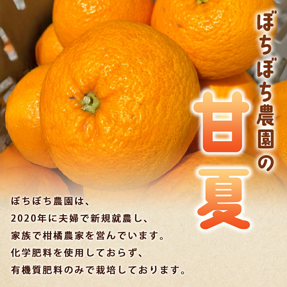 【ふるさと納税】＜ぼちぼち農園の甘夏 家庭用 約3/5kg＞ 選べる 3キロ 5キロ あまなつ アマナツ 訳あり わけあり ワケアリ 果物 みかん ミカン 柑橘 フルーツ アレンジ ピール 国産 特産品 ぼちぼち農園 愛媛県 西予市【常温】『2026年3月～4月迄に順次出荷予定』 サムネイル2