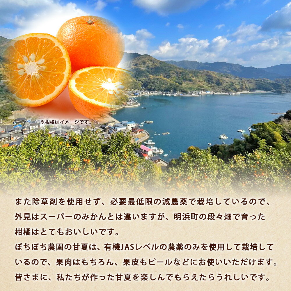 【ふるさと納税】＜ぼちぼち農園の甘夏 家庭用 約3/5kg＞ 選べる 3キロ 5キロ あまなつ アマナツ 訳あり わけあり ワケアリ 果物 みかん ミカン 柑橘 フルーツ アレンジ ピール 国産 特産品 ぼちぼち農園 愛媛県 西予市【常温】『2026年3月～4月迄に順次出荷予定』 サムネイル3