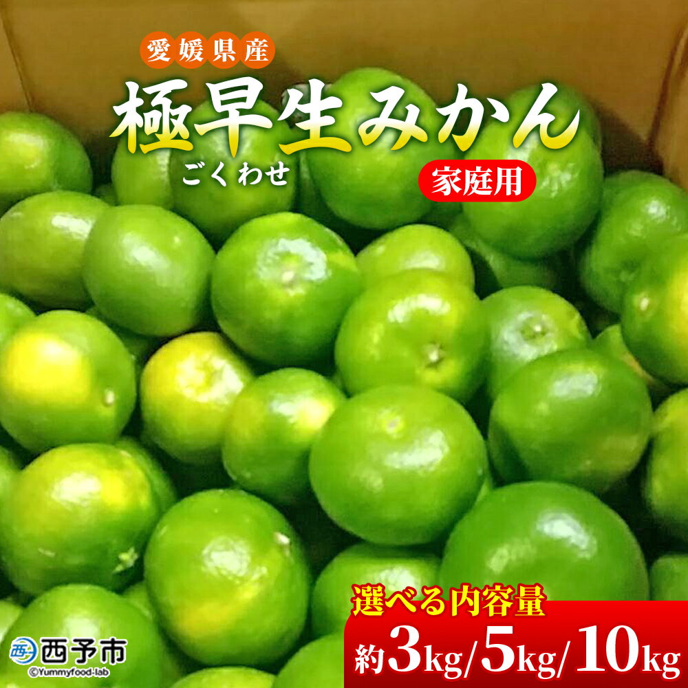先行予約＜愛媛県産 極早生みかん 約3kg/約5kg/約10kg ご家庭用＞ 温州みかん 家庭用 訳あり 果物 ミカン 柑橘 フルーツ 選べる 食べて応援 特産品 段畑みかん 愛媛県 西予市【常温】『2025年9月中旬～10月中旬迄に順次出荷予定』