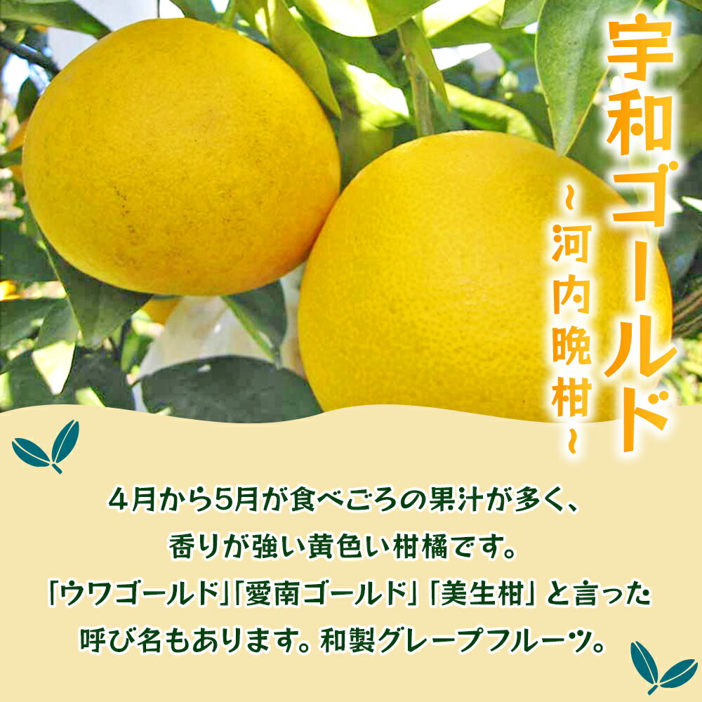 【ふるさと納税】＜宇和ゴールド 約7.5kg＞ 果物 フルーツ みかん ミカン 蜜柑 オレンジ 柑橘 河内晩柑 かわちばんかん うわごーるど ウワゴールド 愛南ゴールド 美生柑 食べて応援 特産品 JA えひめ南農業協同組合 愛媛県 西予市【常温】『2026年4月～5月迄に順次出荷予定』 サムネイル2