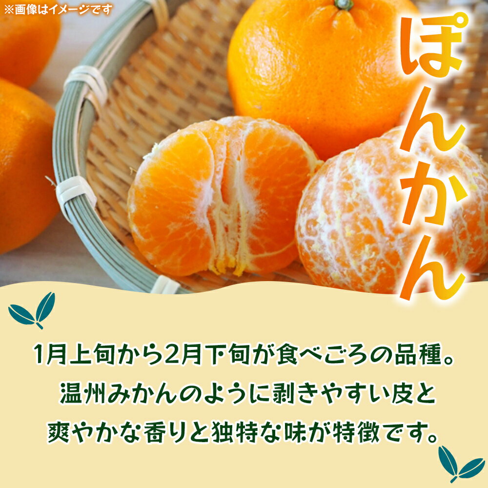 【ふるさと納税】＜ぽんかん 約10kg＞ 果物 フルーツ みかん ミカン 蜜柑 オレンジ 柑橘 椪柑 ポンカン 食べて応援 特産品 JA えひめ南農業協同組合 愛媛県 西予市【常温】『2026年1月上旬～2月下旬迄に順次出荷予定』 サムネイル2