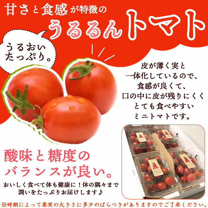【ふるさと納税】＜「うるるんトマト」約1kg（250g×4パック×1箱） 甘くて濃厚な味わい＞ 野菜 とまと ミニトマト 特産品 食べて応援 くまさん農園 愛媛県 西予市【常温】『1か月以内に順次出荷予定』 - 画像2