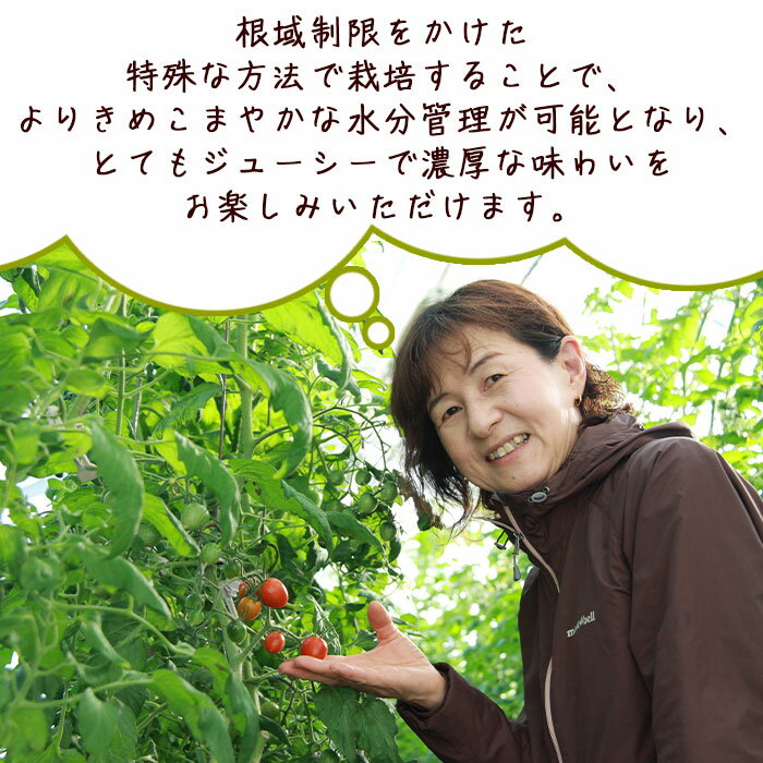 【ふるさと納税】＜「うるるんトマト」約1kg（250g×4パック×1箱） 甘くて濃厚な味わい＞ 野菜 とまと ミニトマト 特産品 食べて応援 くまさん農園 愛媛県 西予市【常温】『1か月以内に順次出荷予定』 - 画像3
