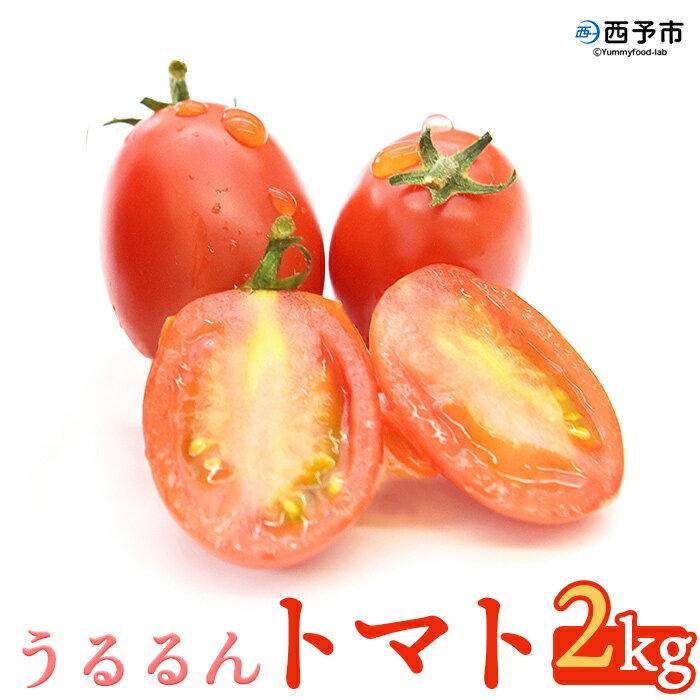 ＜「うるるんトマト」約2kg（250g×4パック×2箱） 甘くて濃厚な味わい＞ 野菜 とまと ミニトマト 特産品 食べて応援 くまさん農園 愛媛県 西予市【常温】『1か月以内に順次出荷予定』