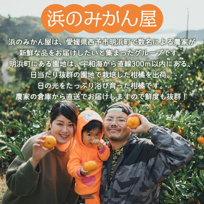 【ふるさと納税】＜減農薬温州みかん 約5kg 浜のみかん屋 直送＞ 明浜産 果物 フルーツ みかん オレンジ 柑橘 蜜柑 特産品 愛媛県 西予市【常温】『2025年11月上旬～12月中旬迄に順次出荷予定』 サムネイル3