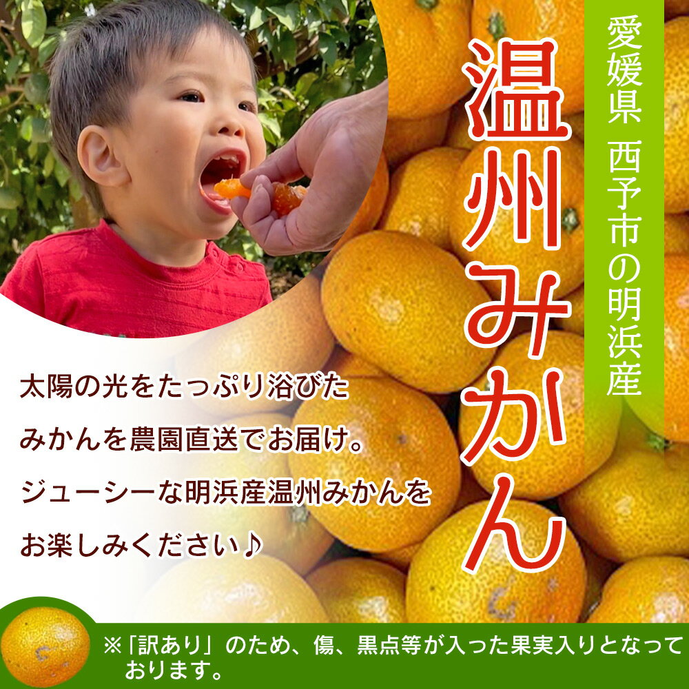 【ふるさと納税】＜訳あり 温州みかん 約3kg / 5kg / 9kg＞ 選べる 小玉 中玉 大玉 明浜産 果物 フルーツ 蜜柑 うんしゅうみかん ウンシュウミカン 柑橘 家庭用 浜のみかん屋 直送 愛媛県 西予市【常温】『2025年11月上旬～12月中旬迄に順次出荷』 サムネイル2