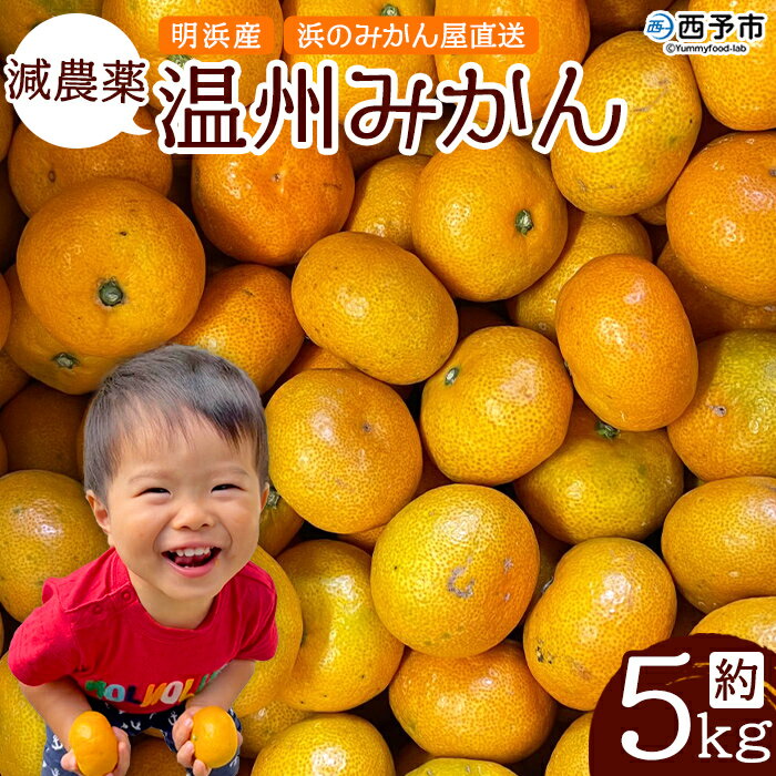 ＜減農薬温州みかん 約5kg 浜のみかん屋 直送＞ 明浜産 果物 フルーツ みかん オレンジ 柑橘 蜜柑 特産品 愛媛県 西予市【常温】『2025年11月上旬～12月中旬迄に順次出荷予定』