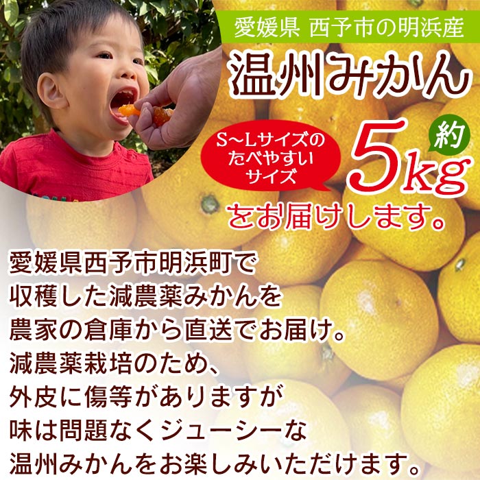 【ふるさと納税】＜減農薬温州みかん 約5kg 浜のみかん屋 直送＞ 明浜産 果物 フルーツ みかん オレンジ 柑橘 蜜柑 特産品 愛媛県 西予市【常温】『2025年11月上旬～12月中旬迄に順次出荷予定』 サムネイル2