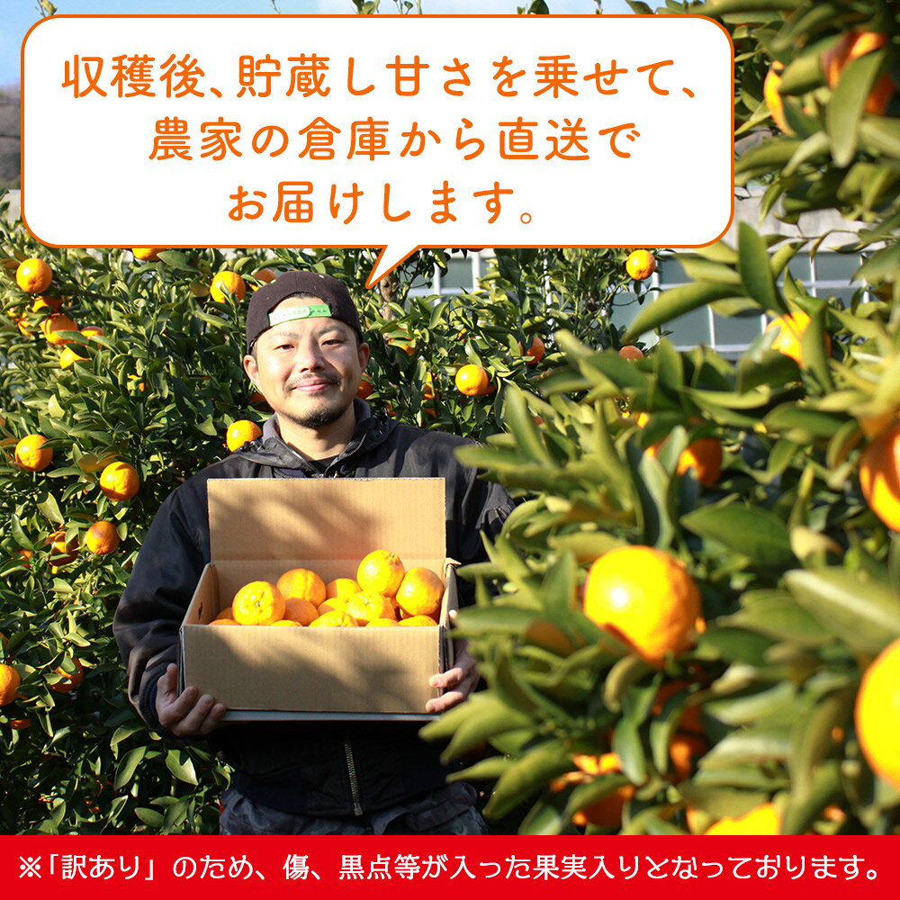 【ふるさと納税】＜訳あり ポンカン 約4kg / 8kg＞ 選べるサイズ 大きい 大玉 小さい 小玉 中玉 食べやすい ぽんかん 家庭用 果物 フルーツ おいしい 甘い 柑橘類 明浜産 あけはま ご自宅用 浜のみかん屋 愛媛県 西予市【常温】『2026年1月下旬～2月中旬迄に順次出荷』 サムネイル2