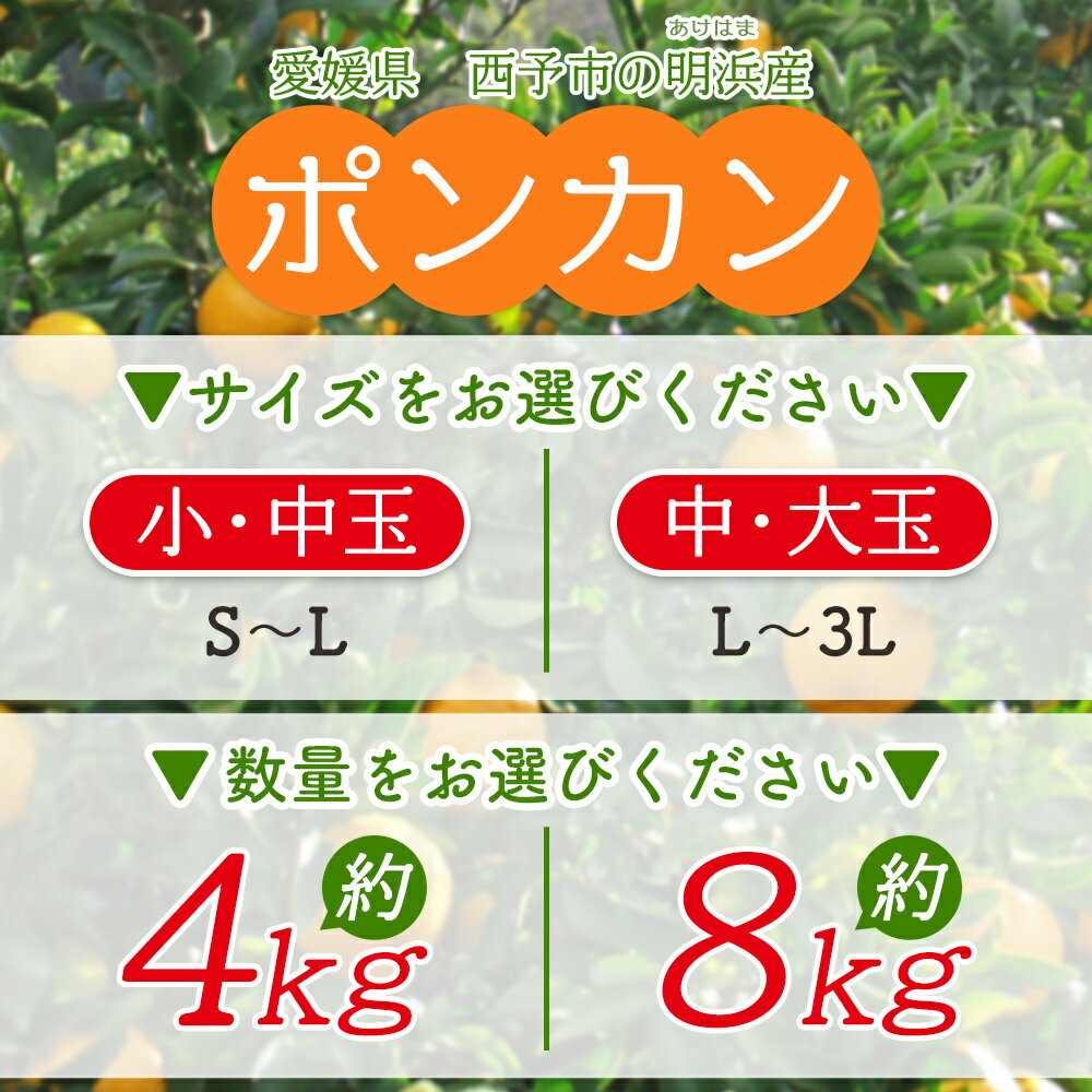 【ふるさと納税】＜訳あり ポンカン 約4kg / 8kg＞ 選べるサイズ 大きい 大玉 小さい 小玉 中玉 食べやすい ぽんかん 家庭用 果物 フルーツ おいしい 甘い 柑橘類 明浜産 あけはま ご自宅用 浜のみかん屋 愛媛県 西予市【常温】『2026年1月下旬～2月中旬迄に順次出荷』 サムネイル3