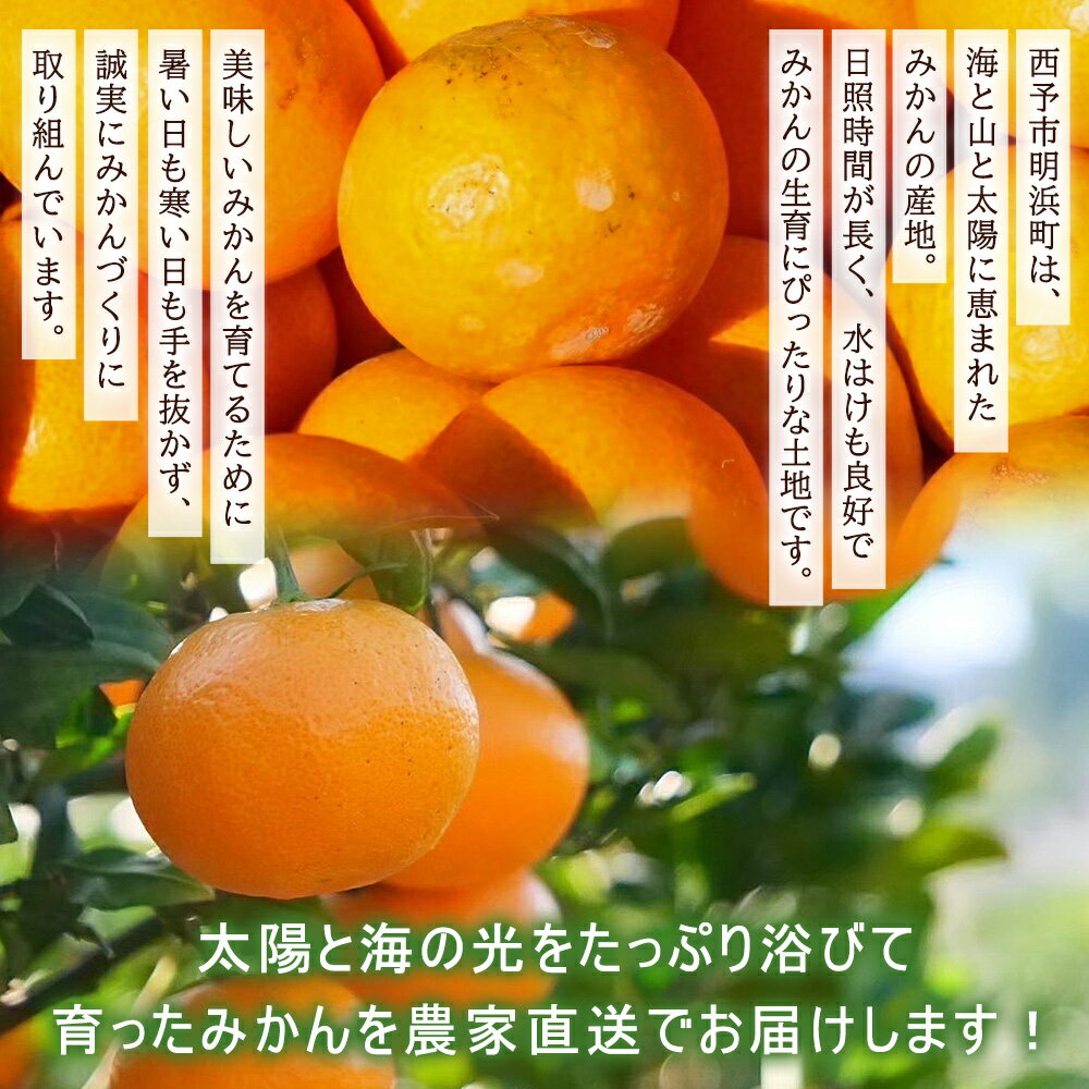 【ふるさと納税】＜明浜産 温州みかん 約5kg 訳あり＞ 愛媛みかん 農家直送 愛媛県産 家庭用 自宅用 ワケアリ 果物 フルーツ 柑橘 うんしゅうみかん ウンシュウミカン オレンジ 蜜柑 S～L 濱元柑橘農園 西予市【常温】『2025年11月下旬から12月中旬までに順次出荷予定』 サムネイル3