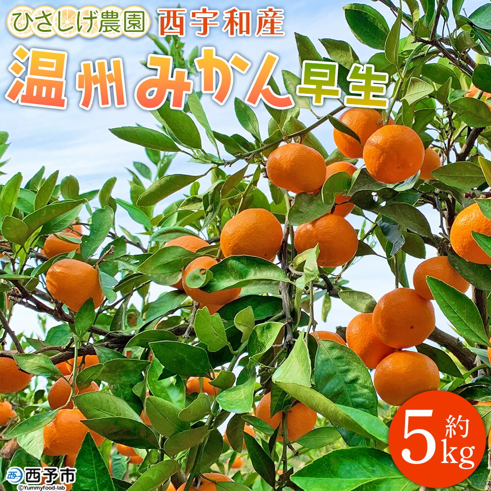 期間限定＜ひさしげ農園直送 西宇和産 温州みかん 約5kg＞ 早生 温州みかん 温州ミカン 果物 くだもの みかん ミカン 柑橘 フルーツ 柑橘 果実 国産 5キロ 愛媛県産 特産品 ひさしげ農園 愛媛県 西予市【常温】『2025年11月下旬～12月中旬迄に順次出荷予定』