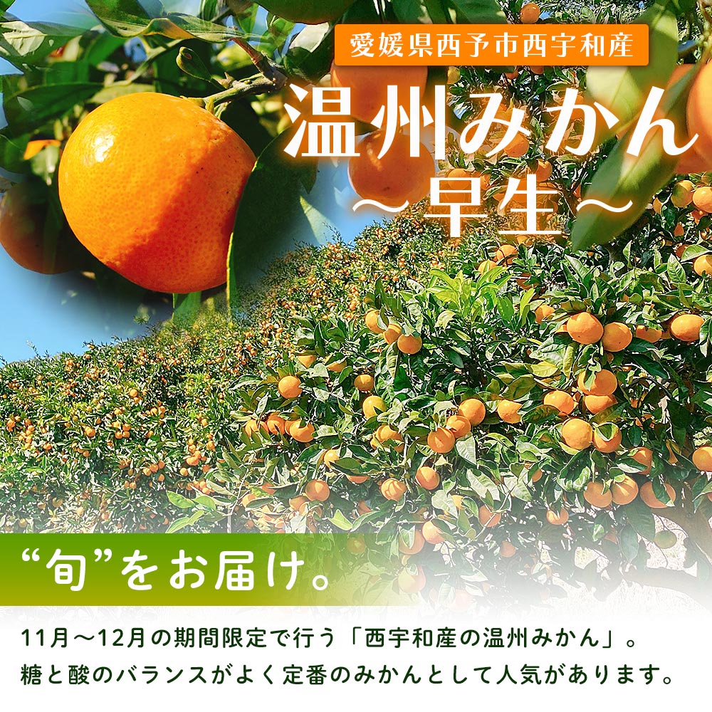 【ふるさと納税】期間限定＜ひさしげ農園直送 西宇和産 温州みかん 約5kg＞ 早生 温州みかん 温州ミカン 果物 くだもの みかん ミカン 柑橘 フルーツ 柑橘 果実 国産 5キロ 愛媛県産 特産品 ひさしげ農園 愛媛県 西予市【常温】『2025年11月下旬～12月中旬迄に順次出荷予定』 サムネイル2