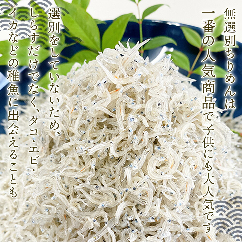 【ふるさと納税】＜井上のちりめん 無選別 合計約360g（180g入り×2袋）＞ ちりめんじゃこ タコ エビ イカ 稚魚 バラバラ かたくちいわし 小魚 小分け カルシウム 乾物 ジッパー付 たっぷり 便利 海鮮 井上水産 特産品 愛媛県 西予市【冷蔵】『最短10営業日以内に発送予定』 サムネイル3