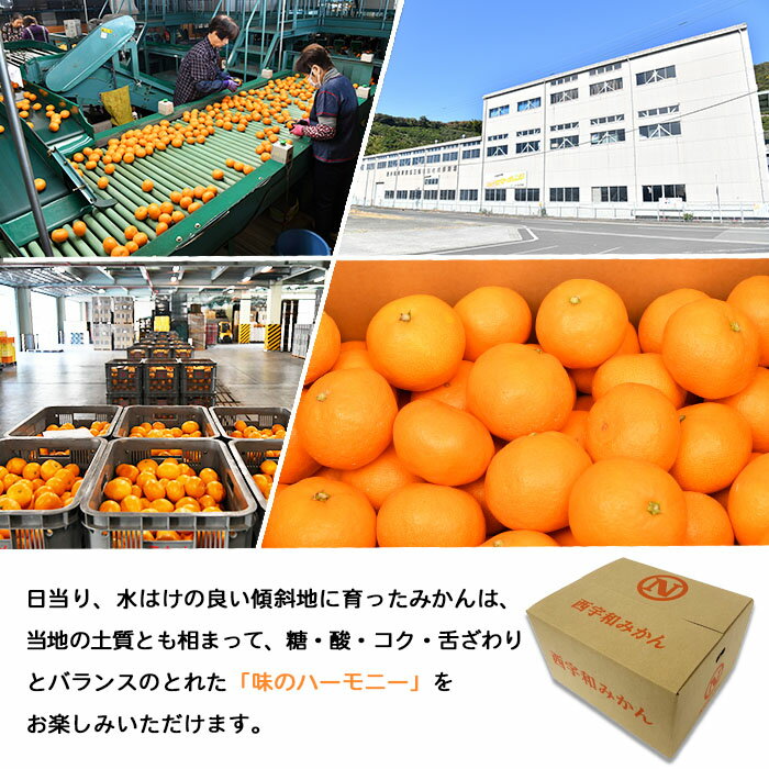 【ふるさと納税】＜JAにしうわ 温州みかん 約10kg＞ 果物 フルーツ くだもの 温州ミカン 蜜柑 柑橘類 食べて応援 特産品 甘い 旬 西宇和農業協同組合 愛媛県 西予市 【常温】『2025年11月中旬～12月中旬迄に順次出荷予定』 サムネイル3