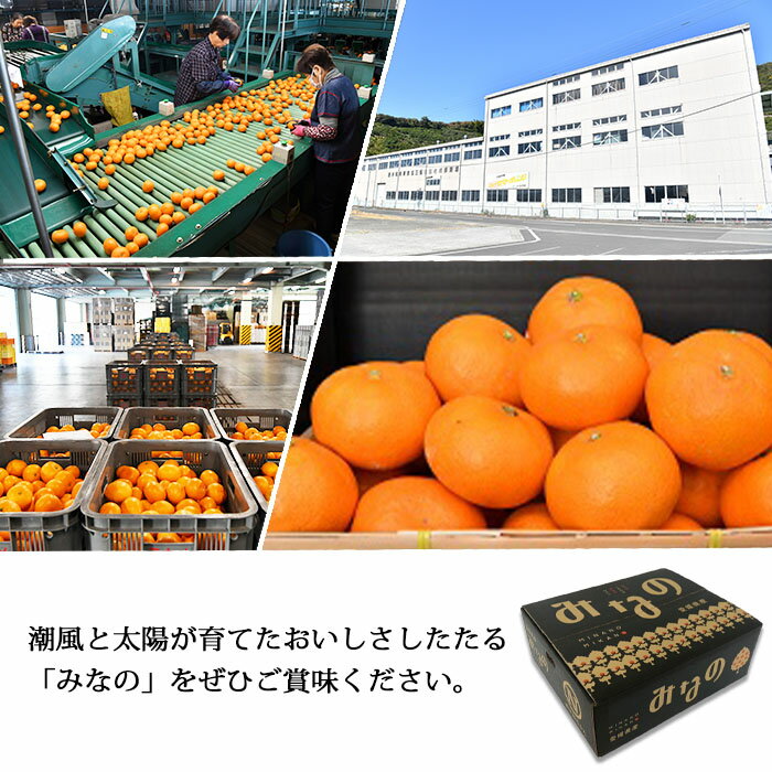 【ふるさと納税】＜JAにしうわ 温州みかん（みなの）約5kg＞ 果物 くだもの うんしゅう ミカン 蜜柑 柑橘類 フルーツ 特産品 西宇和農業協同組合 愛媛県 西予市 【常温】『2025年11月中旬～12月中旬迄に順次出荷予定』 サムネイル3