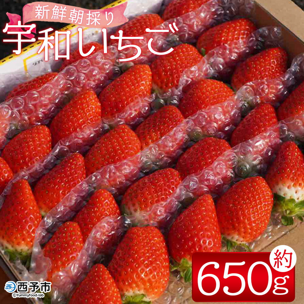 ＜農家厳選 新鮮朝採り 宇和いちご 1箱（約650g）＞イチゴ 苺 果物 フルーツ くだもの ストロベリー かおりの かおり野 直送 かんちゃん農園 愛媛県 西予市【冷蔵】『2026年2月下旬～5月末迄に順次出荷予定』