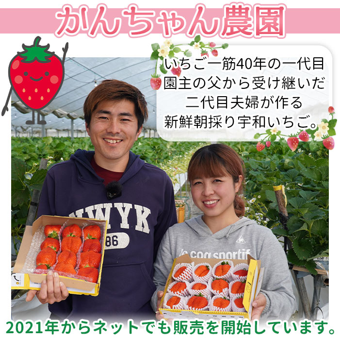 【ふるさと納税】＜農家厳選 新鮮朝採り 宇和いちご 大粒 2箱（合計約1.4kg）＞イチゴ 苺 果物 フルーツ くだもの ストロベリー かおりの かおり野 農家直送 季節限定 期間限定 旬 かんちゃん農園 愛媛県 西予市【冷蔵】『2026年2月上旬～5月末迄に順次出荷予定』 サムネイル3