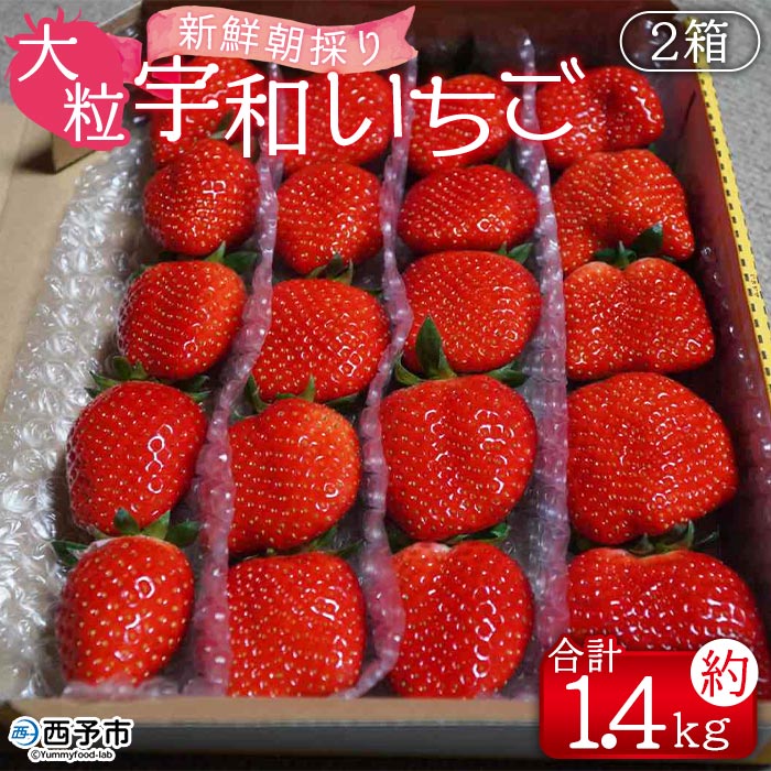 ＜農家厳選 新鮮朝採り 宇和いちご 大粒 2箱（合計約1.4kg）＞イチゴ 苺 果物 フルーツ くだもの ストロベリー かおりの かおり野 農家直送 季節限定 期間限定 旬 かんちゃん農園 愛媛県 西予市【冷蔵】『2026年2月上旬～5月末迄に順次出荷予定』