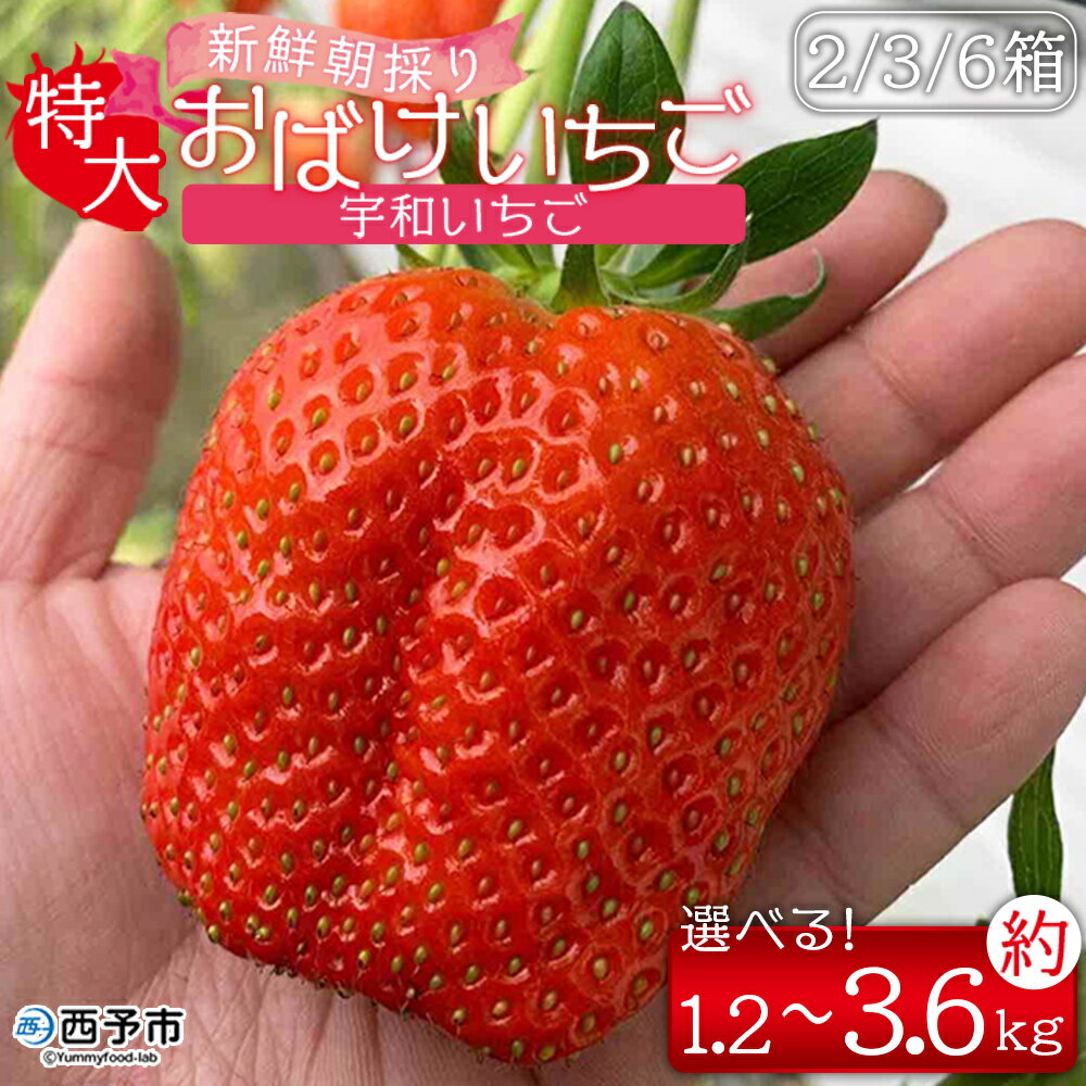 ＜農家厳選 新鮮朝採り 宇和いちご 特大サイズ おばけいちご 2箱(約1.2kg)／3箱(約1.8kg)／6箱(約3.6kg)＞ イチゴ 大粒 果物 苺 ストロベリー 産地直送 旬 期間限定 数量限定 かんちゃん農園 愛媛県 西予市 【冷蔵】『2026年2月下旬～4月迄に順次出荷予定』