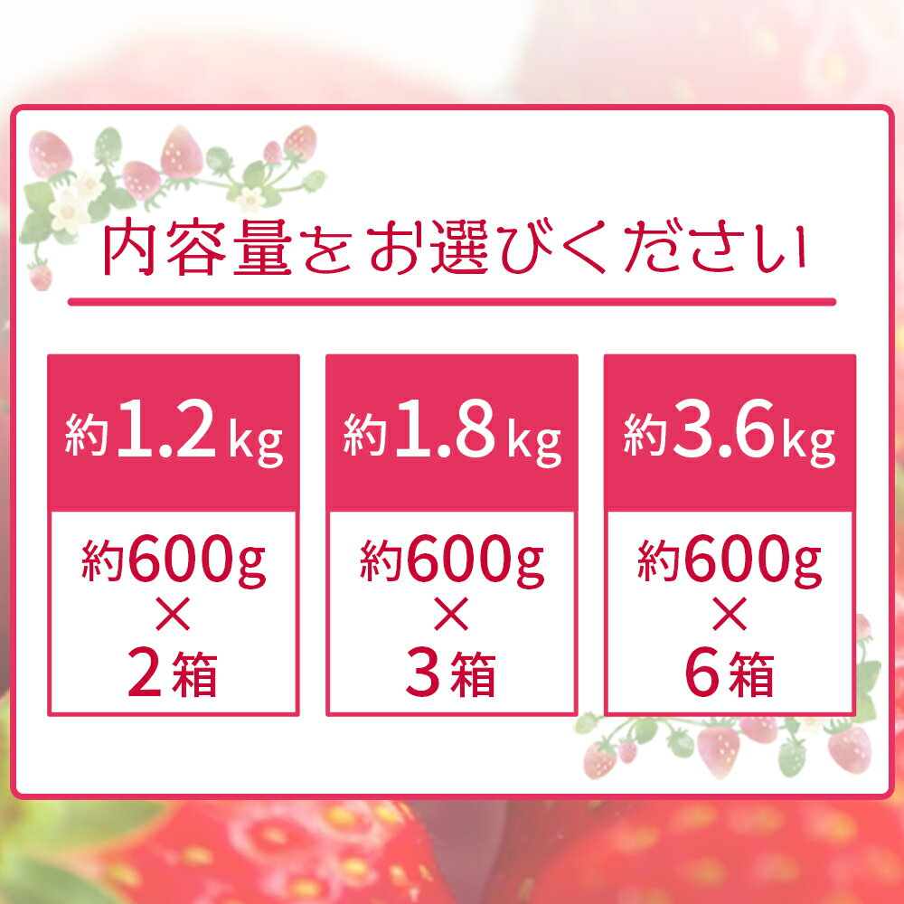 【ふるさと納税】＜農家厳選 新鮮朝採り 宇和いちご 特大サイズ おばけいちご 2箱(約1.2kg)／3箱(約1.8kg)／6箱(約3.6kg)＞ イチゴ 大粒 果物 苺 ストロベリー 産地直送 旬 期間限定 数量限定 かんちゃん農園 愛媛県 西予市 【冷蔵】『2026年2月下旬～4月迄に順次出荷予定』 サムネイル3