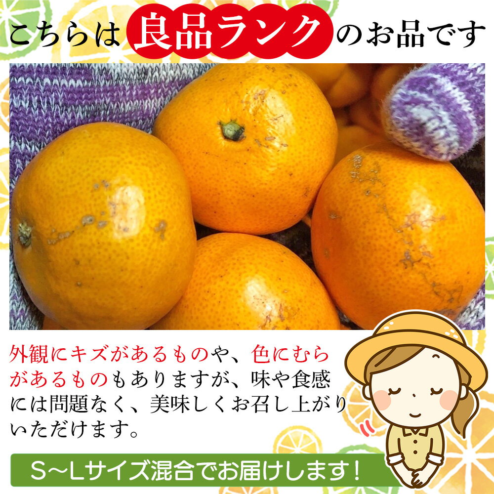 【ふるさと納税】＜木下さんちのみかん 良品 約5kg／10kg（S～Lサイズ混合）＞ 柑橘類 温州みかん うんしゅうみかん みかん ミカン 蜜柑 果物 くだもの フルーツ 選べる内容量 特産品 木下農園 西宇和 愛媛県 西予市【常温】『2025年11月中旬から12月下旬に順次出荷予定』 サムネイル3