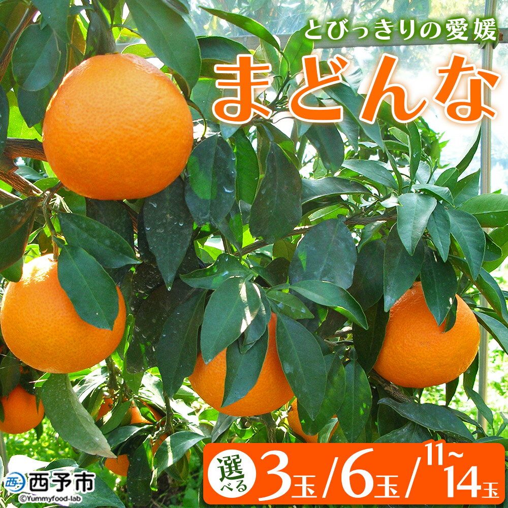 先行予約 紅まどんなと同品種！＜とびっきりの愛媛 まどんな（3玉／6玉／11～14玉）＞マドンナ 愛媛果試第28号 果物 柑橘 フルーツ 期間 旬 季節限定 特産品 産地直送 片山果樹園 西宇和 愛媛県 西予市【常温】『2025年12月中旬～12月下旬迄に順次出荷予定』