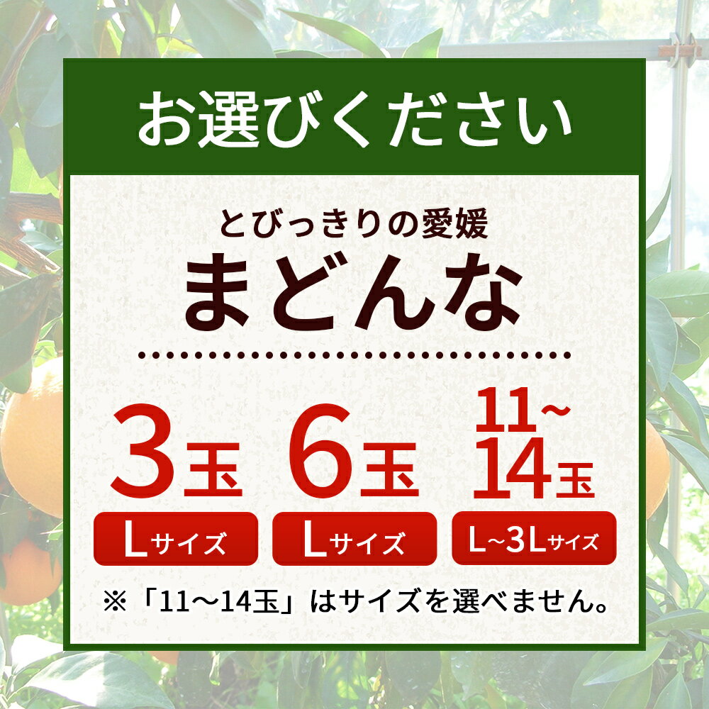 【ふるさと納税】先行予約 紅まどんなと同品種！＜とびっきりの愛媛 まどんな（3玉／6玉／11～14玉）＞マドンナ 愛媛果試第28号 果物 柑橘 フルーツ 期間 旬 季節限定 特産品 産地直送 片山果樹園 西宇和 愛媛県 西予市【常温】『2025年12月中旬～12月下旬迄に順次出荷予定』 サムネイル3