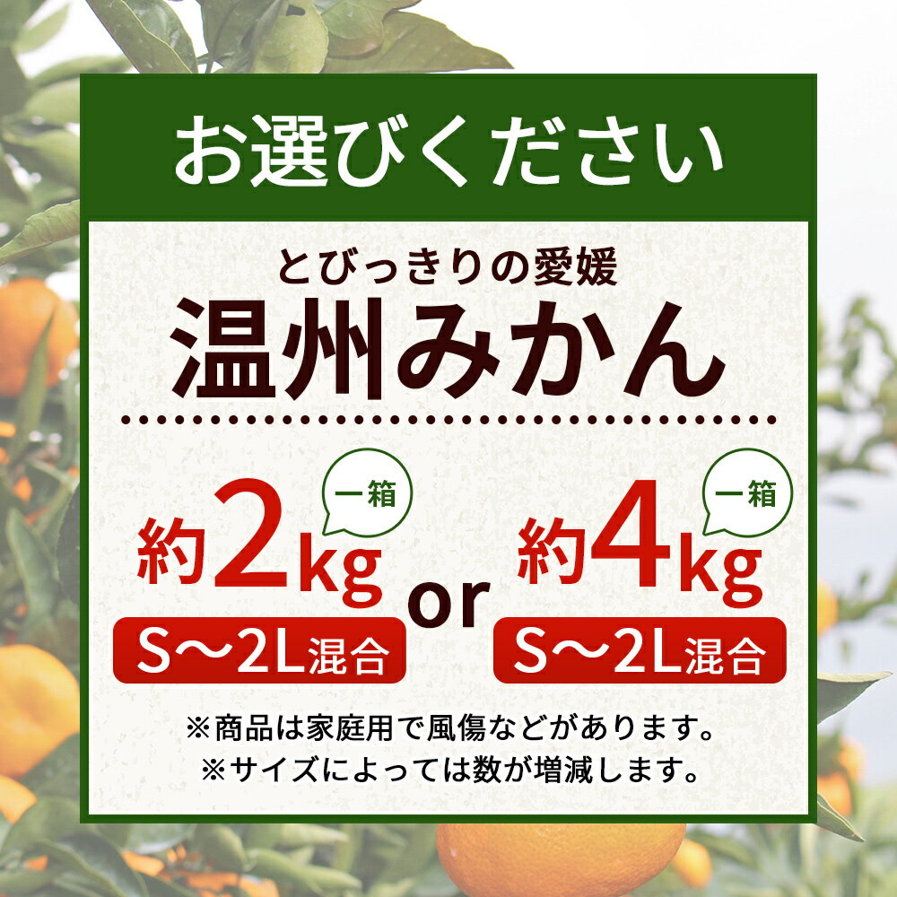 【ふるさと納税】先行予約 ＜とびっきりの愛媛 温州みかん 約2kg／4kg（家庭用大小混合）＞ 訳あり 家庭用 果物 柑橘 フルーツ 蜜柑 うんしゅうみかん ウンシュウミカン 特産品 片山果樹園 食べて応援 西宇和 愛媛県 西予市【常温】『2025年11月下旬～12月迄に順次出荷予定』 サムネイル3