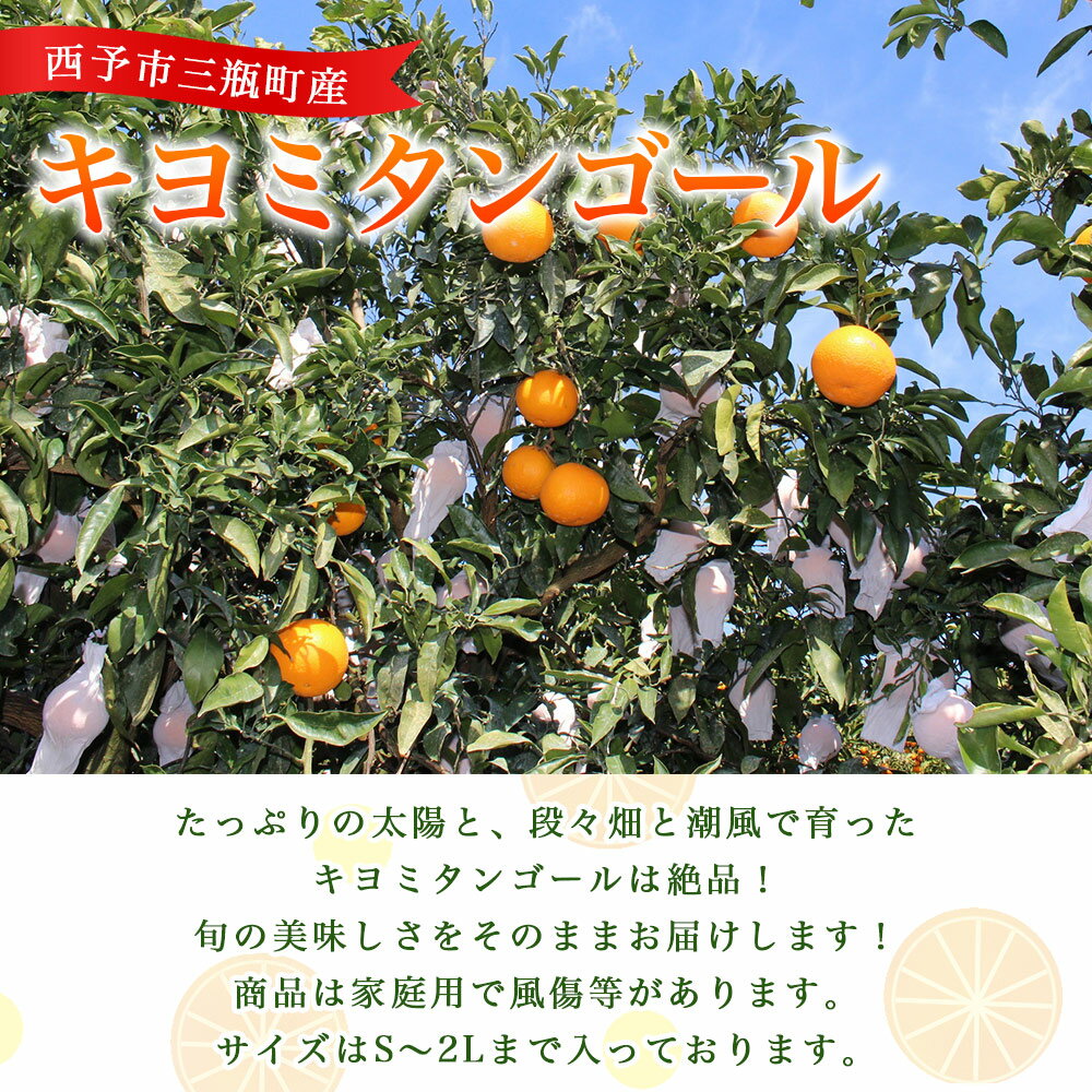 【ふるさと納税】先行予約 ＜とびっきりの愛媛 キヨミタンゴール 約2kg／4kg（家庭用大小混合）＞ 訳あり 家庭用 果物 柑橘 フルーツ みかん 蜜柑 オレンジ 清見タンゴール 特産品 片山果樹園 食べて応援 西宇和 愛媛県 西予市【常温】『2026年3月中旬から順次出荷予定』 サムネイル2