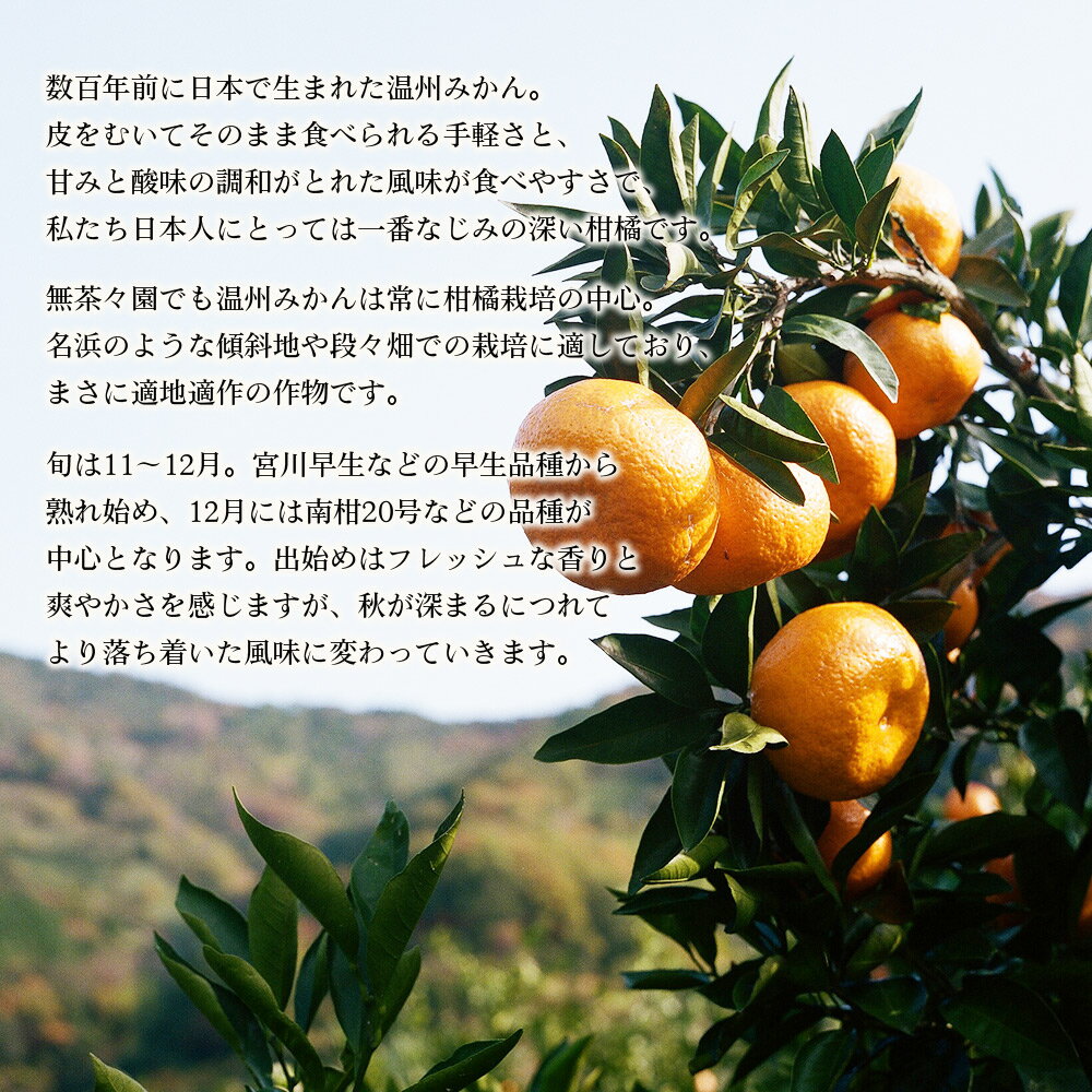 【ふるさと納税】先行予約 ＜無茶々園 温州みかん 約3kg／7kg＞ 果物 くだもの ミカン 蜜柑 柑橘 フルーツ うんしゅうみかん 選べる内容量 贈り物 ギフト おいしい 期間限定 季節限定 食べて応援 特産品 愛媛県 西予市 【常温】『2025年11月～12月に順次出荷予定』 サムネイル2