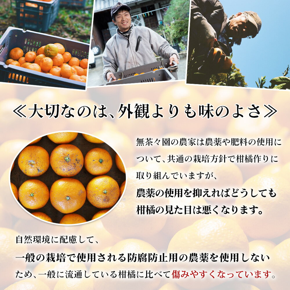 【ふるさと納税】先行予約 ＜無茶々園 温州みかん 約3kg／7kg＞ 果物 くだもの ミカン 蜜柑 柑橘 フルーツ うんしゅうみかん 選べる内容量 贈り物 ギフト おいしい 期間限定 季節限定 食べて応援 特産品 愛媛県 西予市 【常温】『2025年11月～12月に順次出荷予定』 サムネイル3