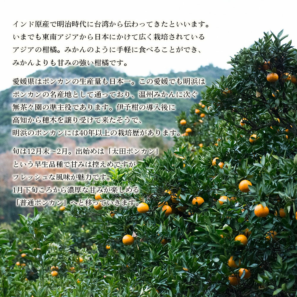 【ふるさと納税】先行予約 ＜無茶々園のポンカン 約3kg／7kg＞ 果物 くだもの フルーツ 選べる内容量 ぽんかん みかん 蜜柑 柑橘類 かんきつ 旬 甘い 濃厚 新鮮 期間限定 季節限定 産地直送 特産品 愛媛県 西予市 【常温】『2026年1月～2月に順次出荷予定』 サムネイル2