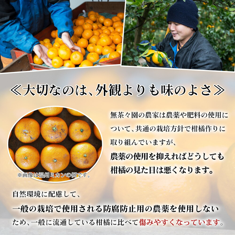 【ふるさと納税】先行予約 ＜無茶々園のポンカン 約3kg／7kg＞ 果物 くだもの フルーツ 選べる内容量 ぽんかん みかん 蜜柑 柑橘類 かんきつ 旬 甘い 濃厚 新鮮 期間限定 季節限定 産地直送 特産品 愛媛県 西予市 【常温】『2026年1月～2月に順次出荷予定』 サムネイル3