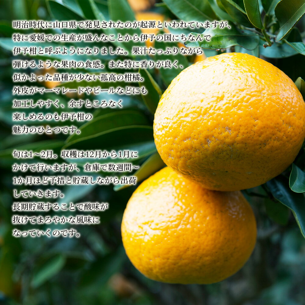 【ふるさと納税】先行予約 ＜無茶々園の伊予柑 約3kg／7kg＞ 果物 いよかん イヨカン みかん ミカン 蜜柑 柑橘 フルーツ 選べる内容量 期間限定 季節限定 特産品 愛媛県 西予市【常温】『2026年1月～2月に順次出荷予定』 サムネイル2