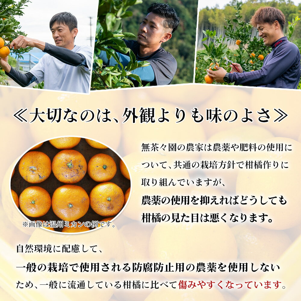 【ふるさと納税】先行予約 ＜無茶々園の伊予柑 約3kg／7kg＞ 果物 いよかん イヨカン みかん ミカン 蜜柑 柑橘 フルーツ 選べる内容量 期間限定 季節限定 特産品 愛媛県 西予市【常温】『2026年1月～2月に順次出荷予定』 サムネイル3