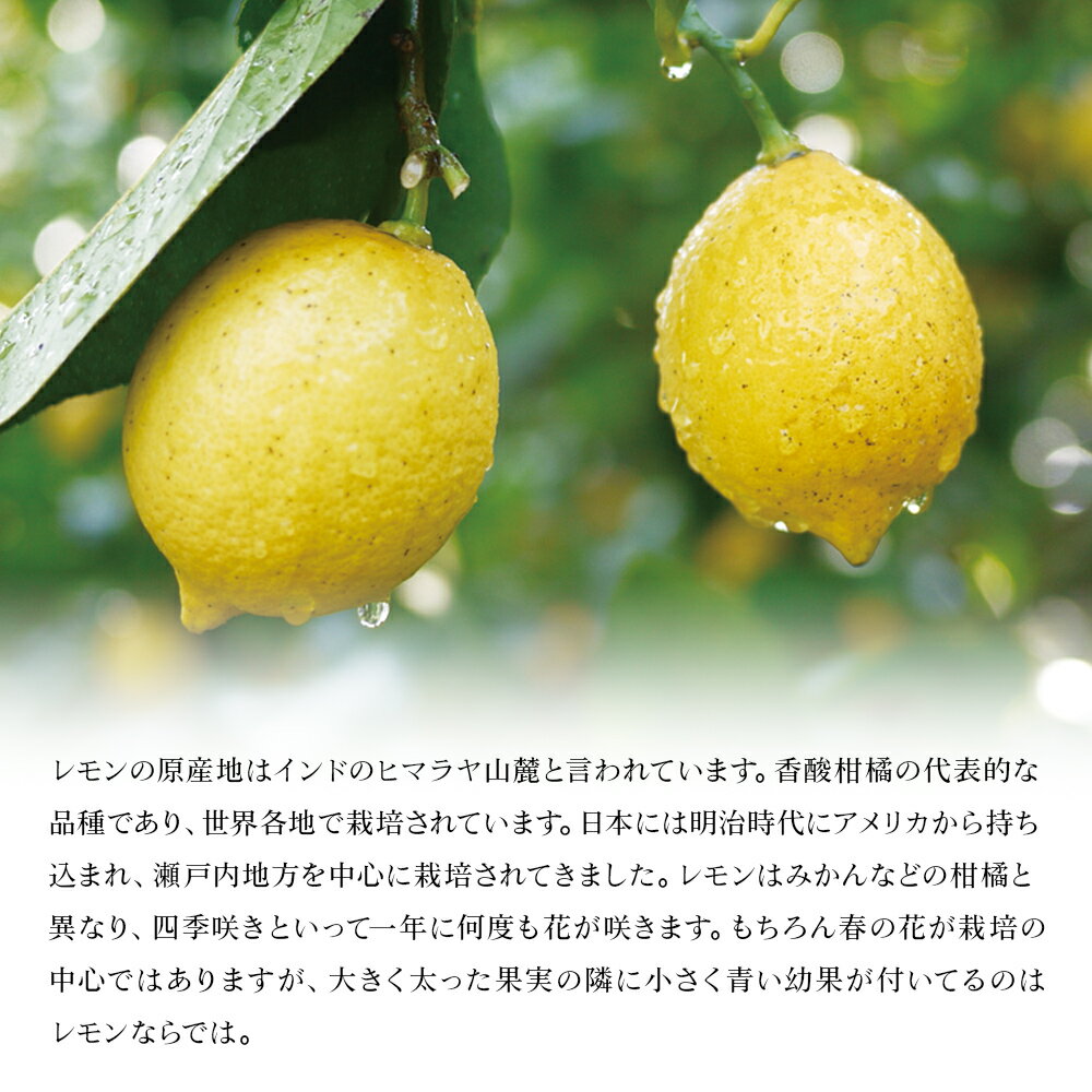 【ふるさと納税】＜無茶々園のレモン 約3kg＋レモンの本＞ フルーツ 果物 くだもの れもん 檸檬 柑橘 香酸柑橘 国産 無茶々園 特産品 愛媛県 西予市【常温】『2026年1月～3月に順次出荷予定』 サムネイル2