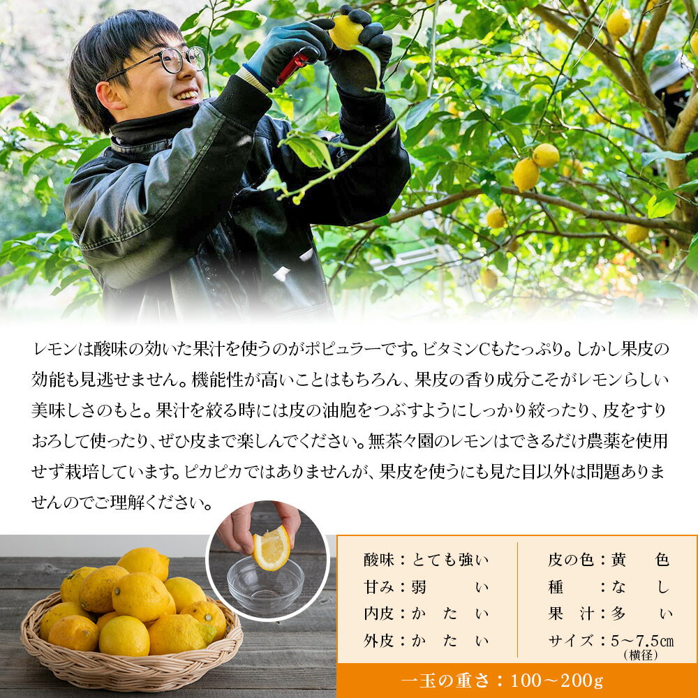 【ふるさと納税】＜無茶々園のレモン 約3kg＋レモンの本＞ フルーツ 果物 くだもの れもん 檸檬 柑橘 香酸柑橘 国産 無茶々園 特産品 愛媛県 西予市【常温】『2026年1月～3月に順次出荷予定』 サムネイル3