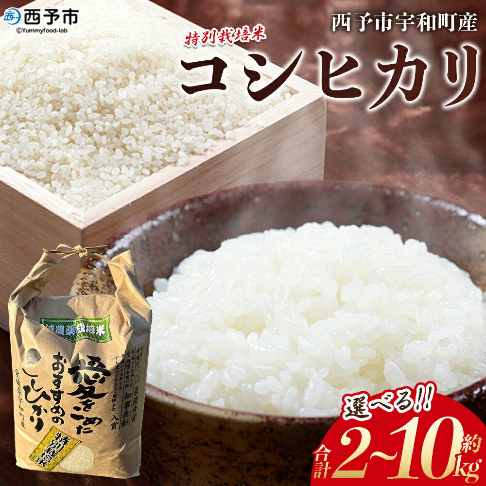 ＜令和7年産 西予市宇和町産 特別栽培米コシヒカリ 約2/5/10kg＞ お米 コメ こめ 白米 精米 単一原料米 ご飯 白飯 ごはん ライス 穀物 こしひかり コシヒカリ 特産品 愛媛県産 西予市産 宇和町産 三好フク【常温】『1か月以内に順次出荷予定』