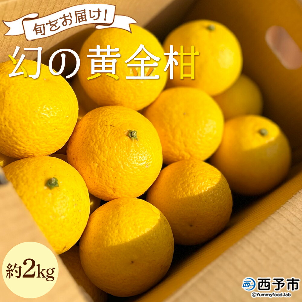 ＜旬をお届け！幻の黄金柑 約2kg＞ みかん ミカン 蜜柑 果物 柑橘類 果実 オレンジ フルーツ おうごんかん 黄蜜柑 25個前後 特産品 国産 明浜産 二ノ宮商事株式会社 愛媛県 西予市【常温】『2026年3月上旬から3月下旬迄に順次出荷予定』