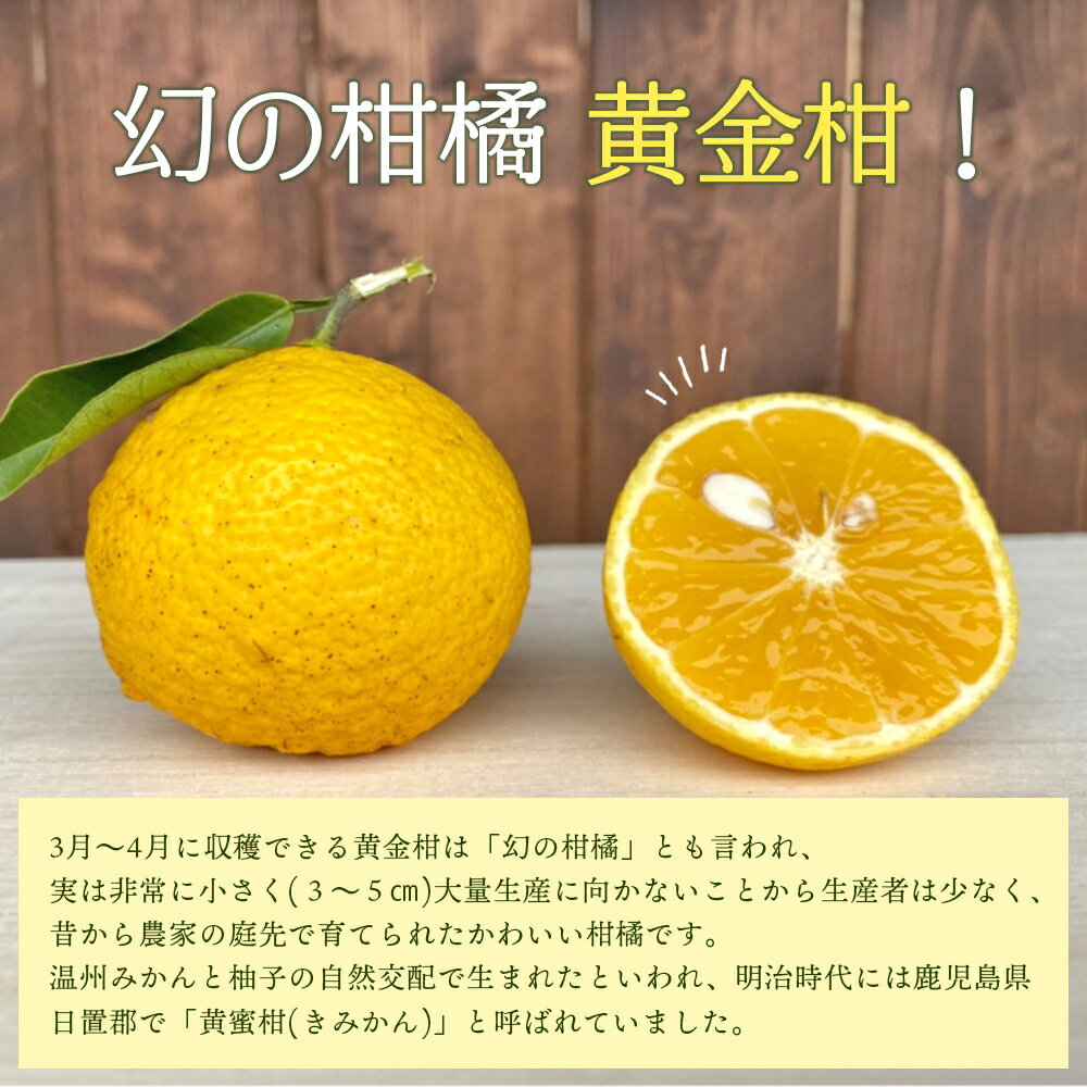 【ふるさと納税】＜旬をお届け！幻の黄金柑 約2kg＞ みかん ミカン 蜜柑 果物 柑橘類 果実 オレンジ フルーツ おうごんかん 黄蜜柑 25個前後 特産品 国産 明浜産 二ノ宮商事株式会社 愛媛県 西予市【常温】『2026年3月上旬から3月下旬迄に順次出荷予定』 サムネイル2