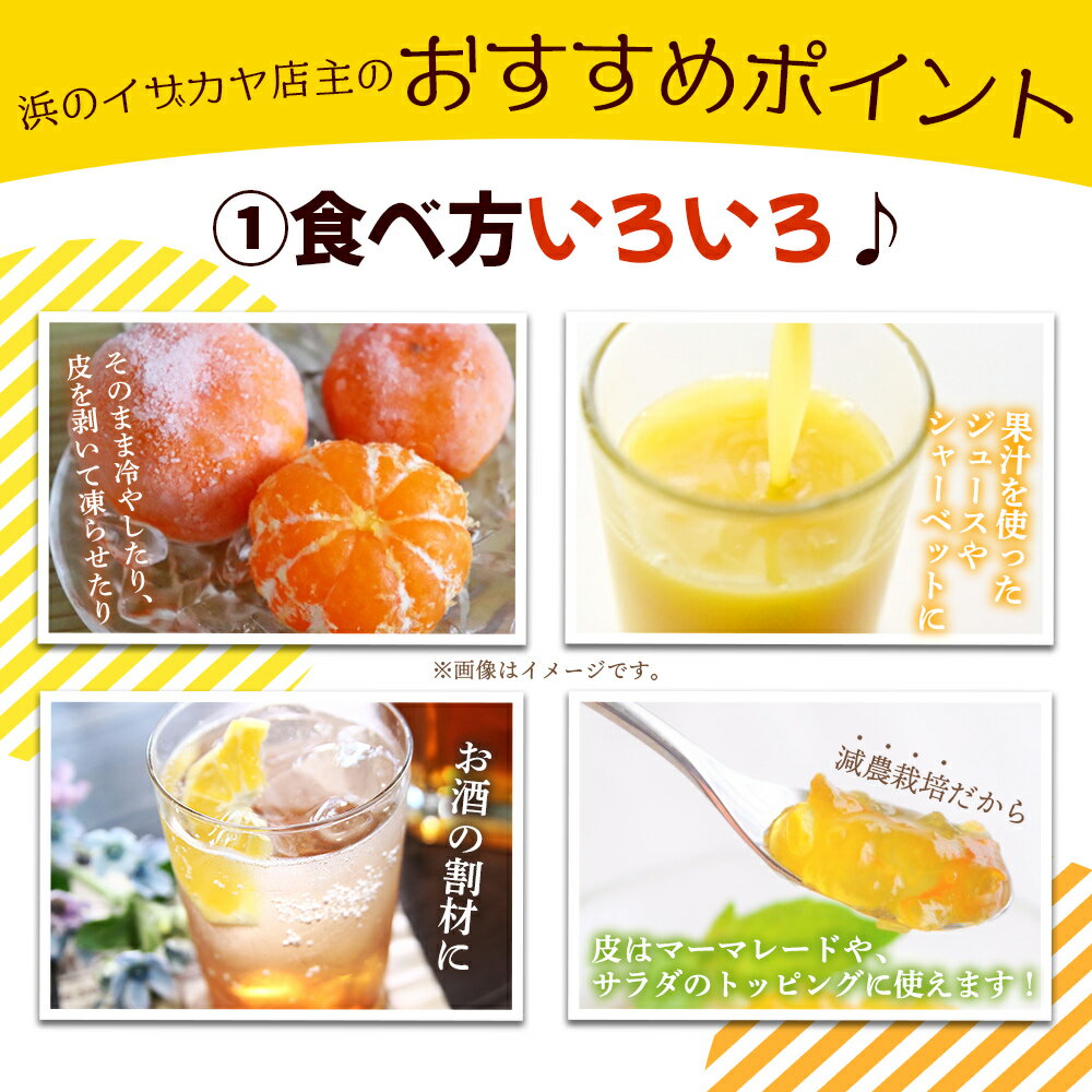 【ふるさと納税】＜【発送月が選べる】旬をお届け！河内晩柑 約7kg＞ みかん ミカン 蜜柑 果物 柑橘類 果実 オレンジ フルーツ かわちばんかん カワチバンカン 15～20個前後 特産品 明浜産 二ノ宮商事 愛媛県 西予市【常温】『2026年4月～6月から出荷月をお選びください』 サムネイル3