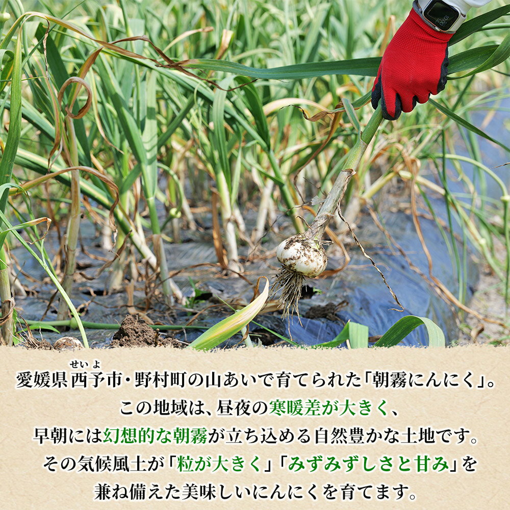 【ふるさと納税】＜西予市産 朝霧にんにく（乾燥小袋）1袋20g入り 5～65袋セット＞ 選べる 内容量 国産 ニンニク 小分け 5袋 15袋 30袋 65袋 セット 愛媛県産 野菜 やさい ドライ 大粒 ストック 薬味 特産品 ノムランド 愛媛県 西予市【常温】『1か月以内に順次出荷予定』 - 画像3