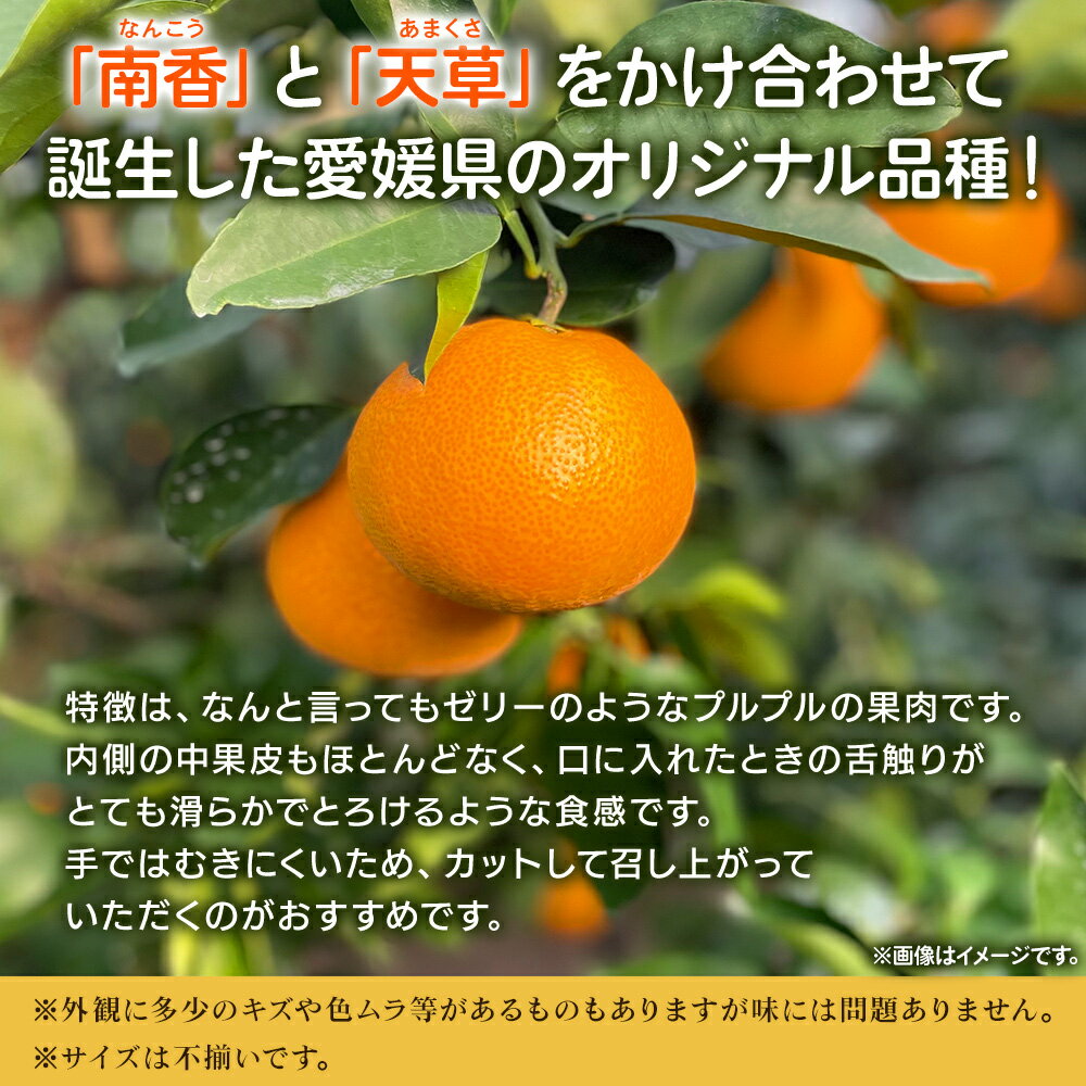 【ふるさと納税】紅まどんなと同品種！＜愛媛果試28号 家庭用 約3kg／5kg／10kg＞ 訳あり わけあり 自宅用 果物 フルーツ みかん ミカン 蜜柑 オレンジ えひめかし 選べる 食べて応援 特産品 柑橘園柴田 愛媛県 西予市【常温】『2025年12月上旬～12月下旬迄に順次出荷予定』 サムネイル2
