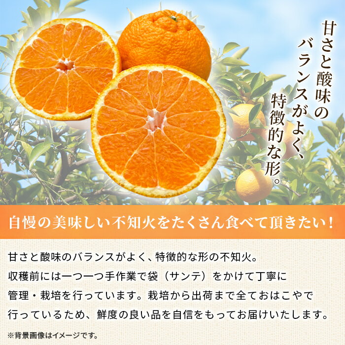 【ふるさと納税】＜おはこやがつくる おはこデコ（不知火）約2/3kg（L～3Lサイズ）＞ 果物 くだもの フルーツ 柑橘 蜜柑 ミカン しらぬい シラヌイ みかん 特産品 西宇和 おはこや 愛媛県 西予市 【常温】『2026年2月上旬から2月下旬迄に順次出荷予定』 サムネイル2