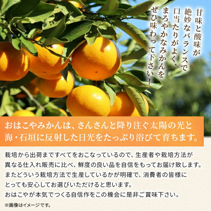 【ふるさと納税】＜おはこやがつくる 高品質みかん 約2kg/3kg/5kg/10kg（S～Lサイズ）＞ 果物 くだもの フルーツ 柑橘 みかん ミカン 蜜柑 まろやか 絶妙 特産品 西宇和 おはこや 愛媛県 西予市 【常温】『2025年11月中旬から12月中旬迄に順次出荷予定』 サムネイル2