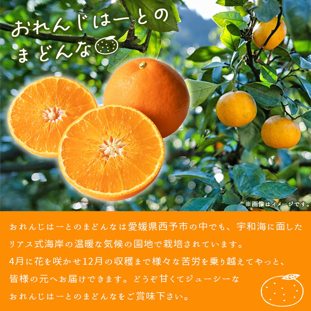 【ふるさと納税】先行予約 紅まどんなと同品種！＜まどんな 家庭用 約2kg＞ 柑橘 みかん ミカン 蜜柑 果物 フルーツ オレンジ 紅マドンナ マドンナ 訳あり 国産 愛媛産 特産品 おれんじはーと 食べて応援 西宇和 愛媛県 西予市 【常温】『2025年11月中旬から順次出荷予定』 サムネイル2