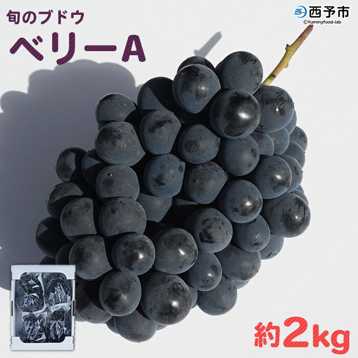 先行予約＜旬のブドウ「ベリーA」約2kg＞ 果物 フルーツ ぶどう 葡萄 甘い おいしい 期間限定 季節限定 食べて応援 特産品 愛媛県 西予市【冷蔵】『2026年8月中旬から9月上旬迄に順次出荷予定』