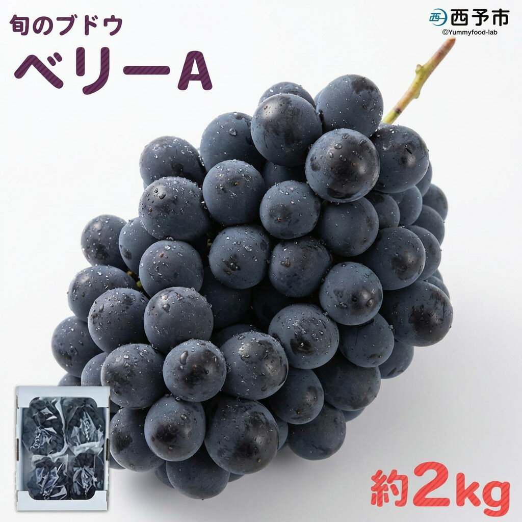 先行予約＜旬のブドウ「ベリーA」約2kg＞ 果物 フルーツ ぶどう 葡萄 甘い おいしい 期間限定 季節限定 食べて応援 特産品 愛媛県 西予市【冷蔵】『2026年8月中旬から9月上旬迄に順次出荷予定』